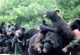 熊出未全集在线观看,欢乐童年,温馨回忆  第2张 熊出未全集在线观看,欢乐童年,温馨回忆  第2张