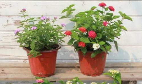 宿州小三爆料视频最新,真相揭露,道德底线再受冲击  第2张 宿州小三爆料视频最新,真相揭露,道德底线再受冲击  第2张