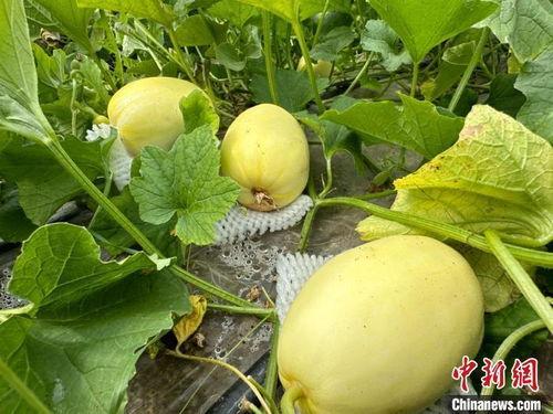 甘肃最新的瓜爆料,瓜果飘香,丰收喜讯传四方  第2张 甘肃最新的瓜爆料,瓜果飘香,丰收喜讯传四方  第2张
